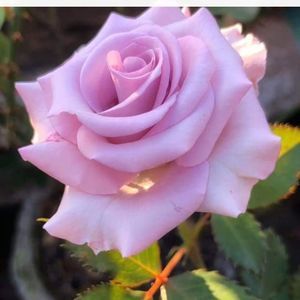 Meet your Posher, Rita